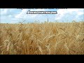 Тихое время с Живой Жизнью: 1 Паралипоменон 19:8‒19 (13092018) Тихое время с Живой Жизнью: 1 Паралипоменон 19:8‒19 (13092018)