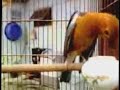Suara Kicau Burung Anis Merah Teler