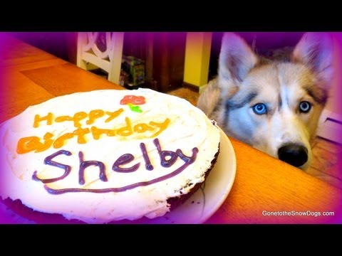 Photo Cake Recipes For Pets