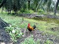 Ayam Hutan Jagau images Ayam Hutan Jagau