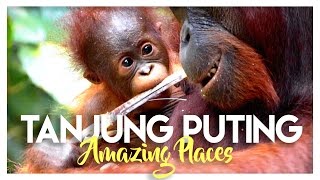 Tanjung Puting National Park Orangutans In Indonesia