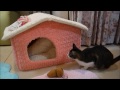家掘り柴犬いちごと見る猫ミルキー　Shiba Inu and Cat