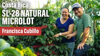 What Is Sl-28 Coffee? Natural Microlot By Las Lajas, Costa Rica