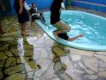 piraçao na piscina part. 4