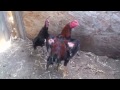 Red Thai With Ganoi Hen images Red Thai With Ganoi Hen