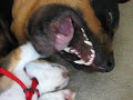 Beagle Puppy Attacks Rottweiler