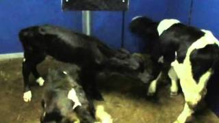 Cow.wmv