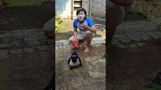 Siram Bebek,Kucing,Dan Kambing
