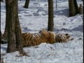 Tigre