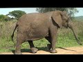 Fun in Hluhluwe Umfolozi mud bath with starring role for baby elephant