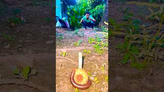 Lets What Happened On This Millipede After I Put Sweet Cookie On Land