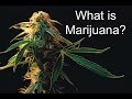 What is Marijuana?