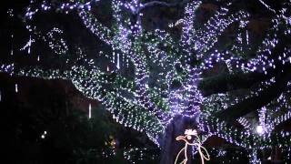New Orleans' Celebration in the Oaks