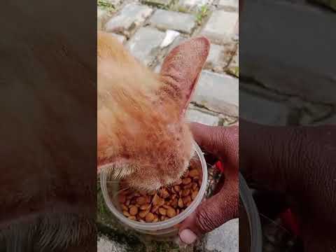 Sedih Banget! Majikannya Pindah Rumah Kucing Oyennya Nggak Dibawa Sampai Kelaparan ❓😭