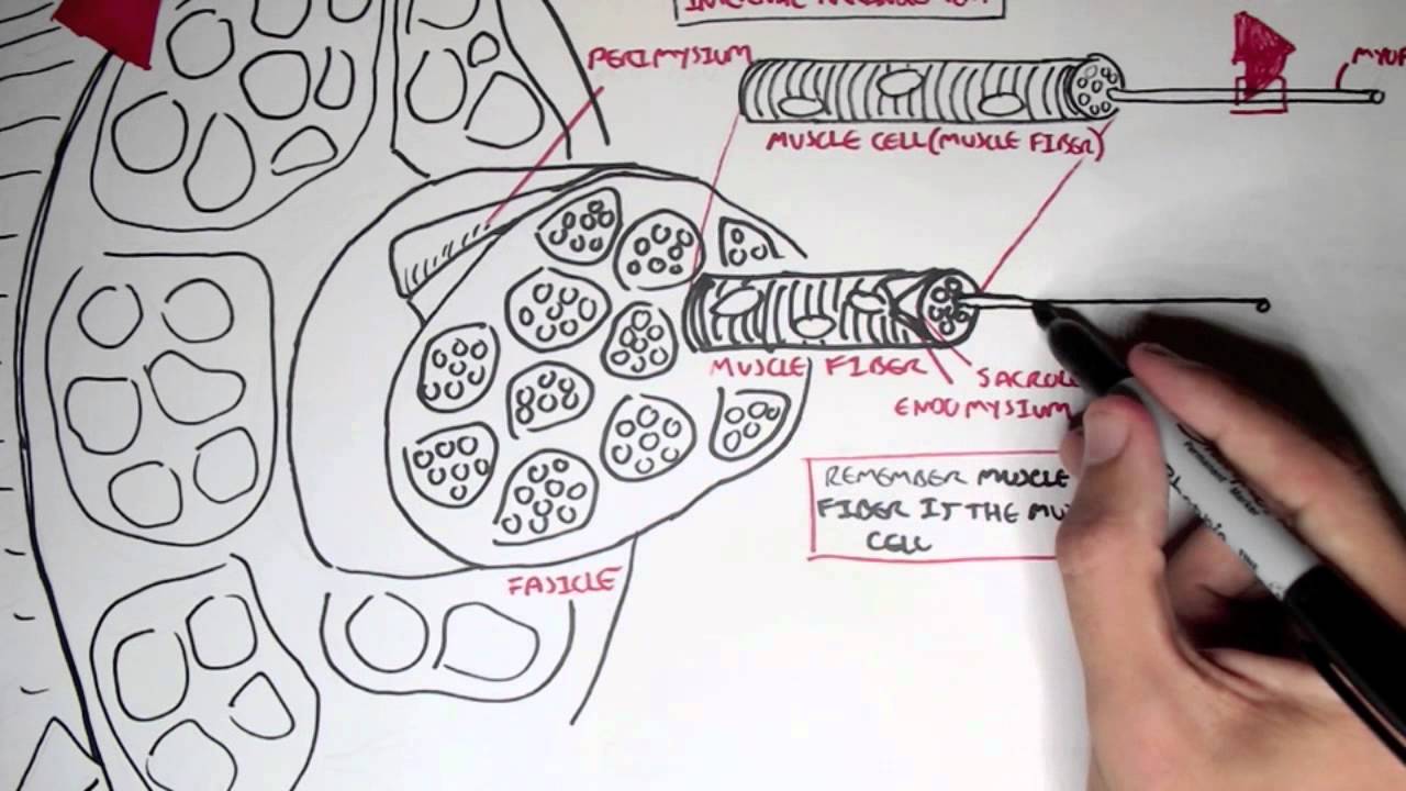 Muscle Anatomy Drawing