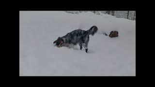 Nina Dans La Neige Aux Leysettes Le 16 01 2023