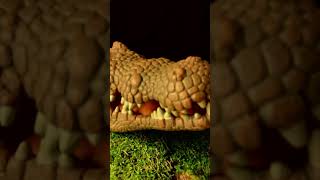 Asmr Crocodile Knock Teeth