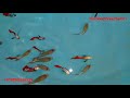 Redtail Platinum Big Ear Guppy For Sale With Price | Kerala | Shop The City