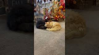 Fluffy and Smokey napping and trying to stay warm. #cat #cats #shorts #shortsvideo