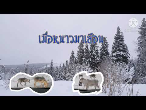 เมื่อหนาวมาเยือน#2 กับวิวภาคเหนือ
