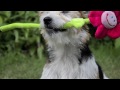 Summer Fun with Parson Russell Terrier Wandira