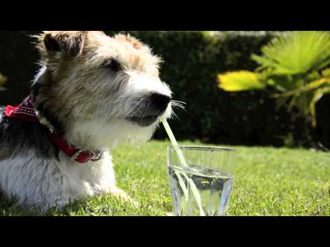 Summer Fun with Parson Russell Terrier Wandira