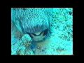 tauchen in ägypten, unterwasser im roten meer mit dem 1.sbg.tauchcenter Teil2