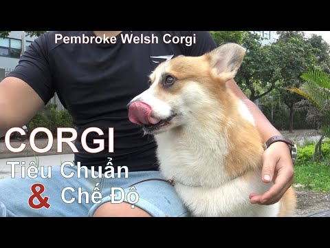 T2: Tìm Hiểu Về 1 Chú Chó CORGI Đẹp/ Pembroke Welsh Corgi/ NhamTuatTV - Dog in Vietnam