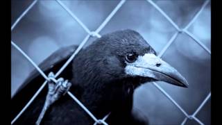 Watch Nitin Sawhney Beyond Skin video