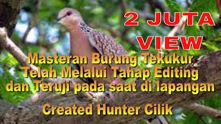 Suara Burung Tekukur Pikat Ampuh