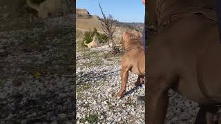 Aggressive Kangal vs pitbull dog 😈 Pitbull Bark on Kangal  #shorts