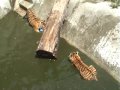 Video Young tigers in Kiev zoo 2