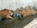 Young tigers in Kiev zoo 2