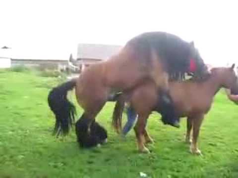 Порно С Лошадями Покажите