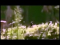 Hikers Capture Video of Mysterious 'Bigfoot' in Canada - Best View