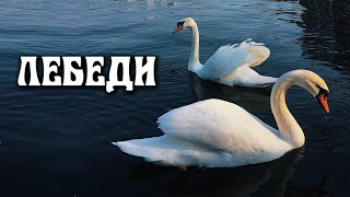 Обалденная Песня !! Лебеди. Вы Только Послушайте !!