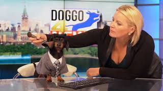 Ep 9: ANCHORDOG, DoggoNews - Funny Dog Video News