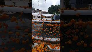 Feria De La Catrina Capula Michoacán.