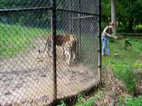 Natural Science Center Tiger Feeding Part 2