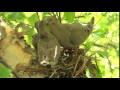 Mourning Dove Feeding Young Sqaubs