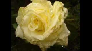 Blacksheep806,.."Sound Of An Angel",.."August Blooms,..2012".