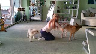 Dog Functional Fun Day w/ Jealous Poodle