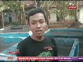 Ik Antv Budidaya Ikan Gurame Angsa images Ik Antv Budidaya Ikan Gurame Angsa