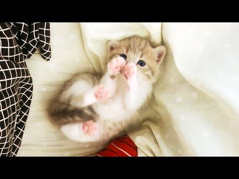 子猫のピンクの肉球がたまらなく可愛い！