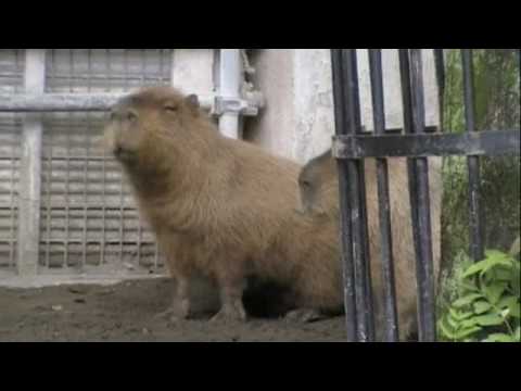 しゃっくりが止まらないカピバラさん [Capybara]