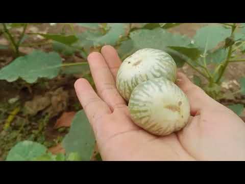 update tanaman dan panen panen di kebun pekarangan rumah