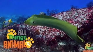 Watch Eels Animal video