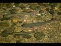tranquilatus