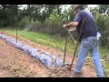 Planting Tomatoes in Cages