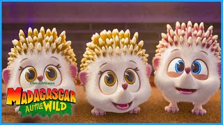 Naughty Hedgehogs Madagascar A Little Wild Dreamworks Madagascar